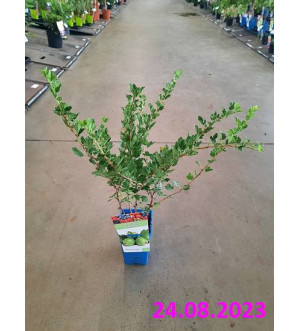 Ribes uva-crispa 'Hinnonmaeki Groen' RP 1,6 L
